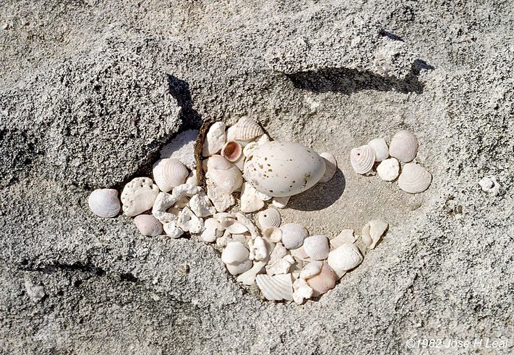 A Shelly Nest