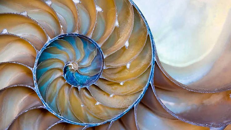The World Congress of Malacology 2019