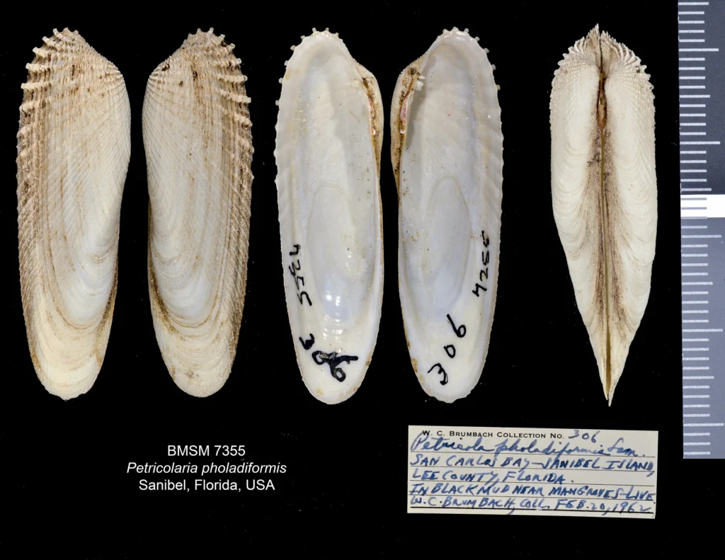 Cyrtopleura costata from Sanibel Island. Illustration: James F. Kelly.