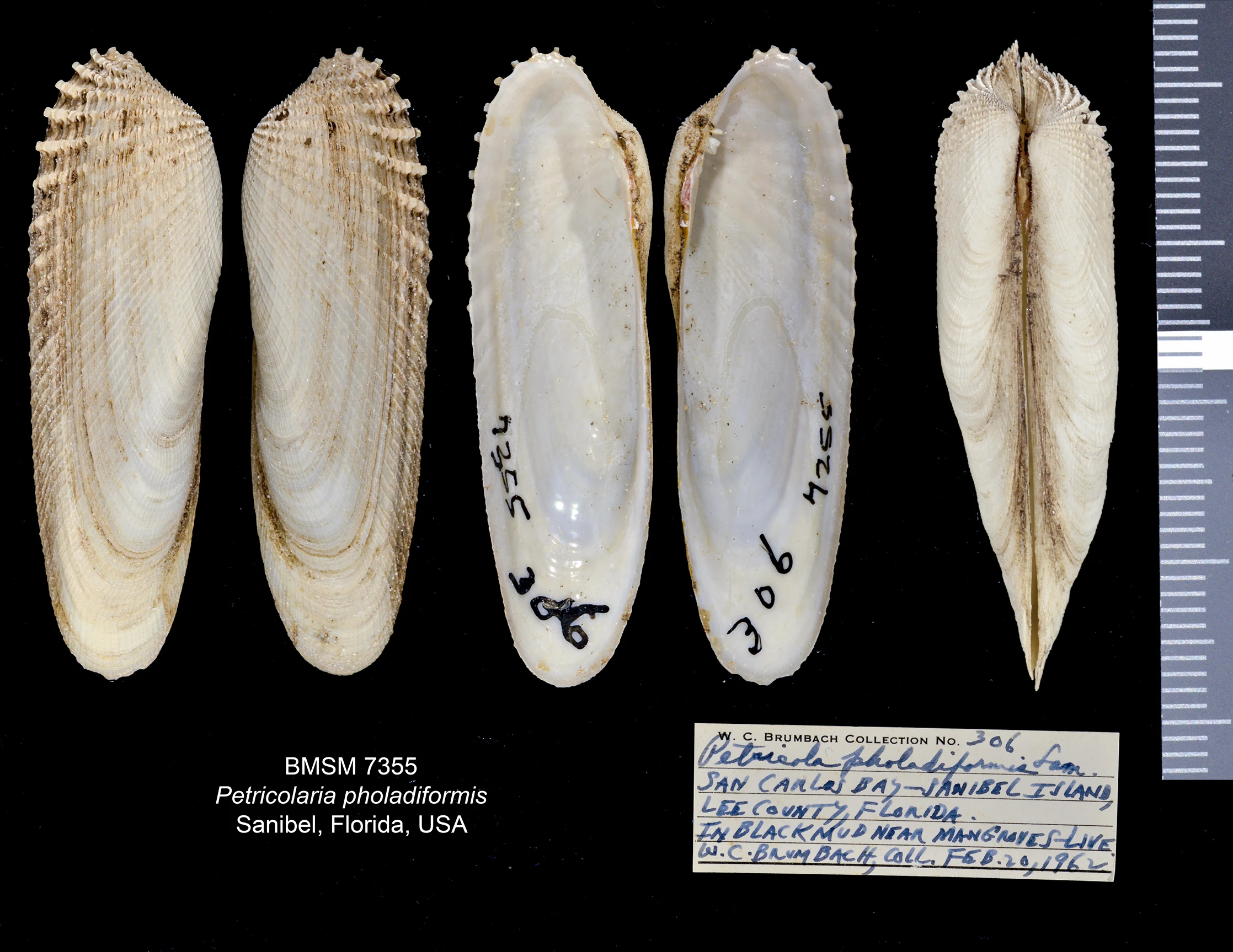 Cyrtopleura costata from Sanibel Island. Illustration: James F. Kelly.