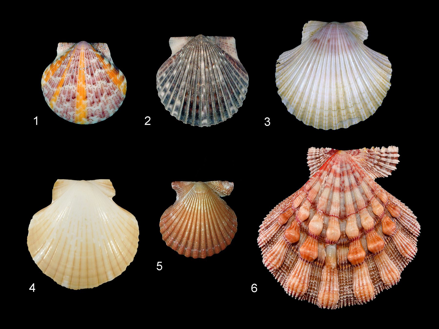 Scallops of Southwest Florida. Photos by José H. Leal except for number 6 by James F. Kelly.