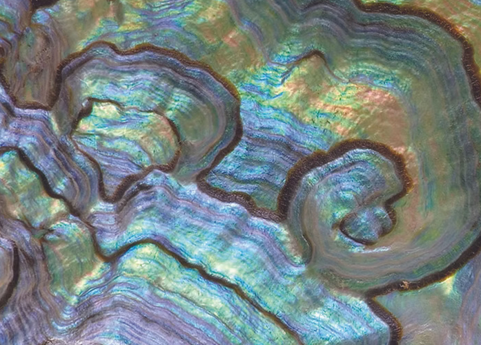 green abalone