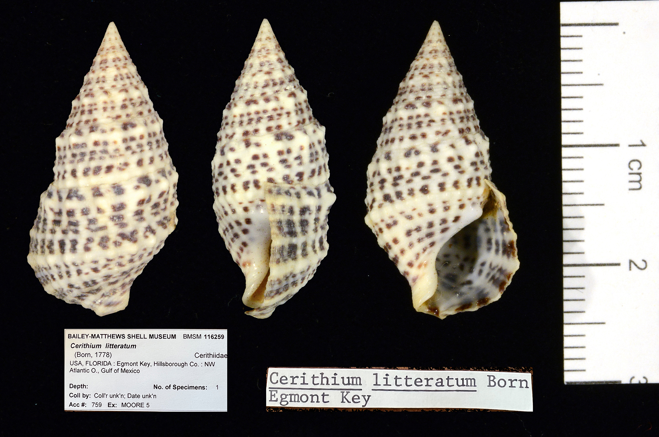 Certithium litteratum from Egmont Key, Florida. Illustration by José H. Leal.