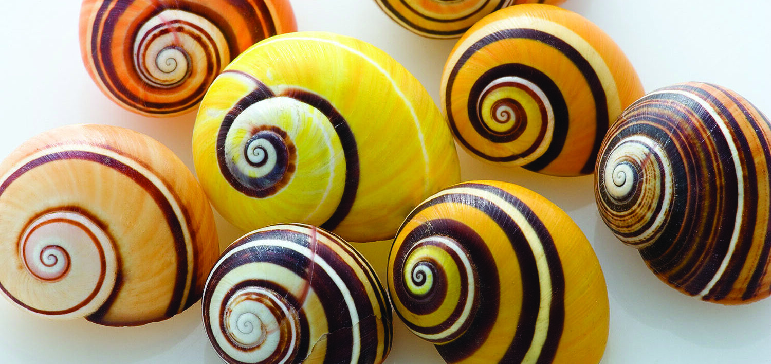 Shell Museum Cuban Tree Snails