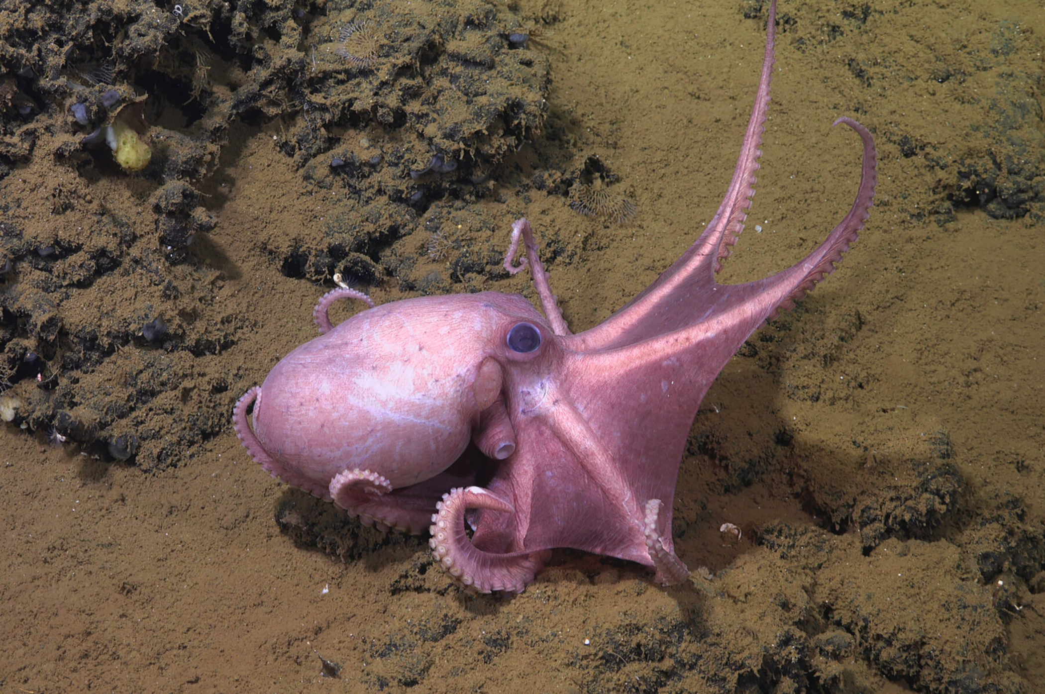 Muusoctopus species