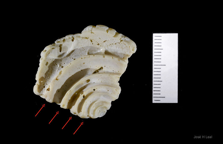 Conus spurius fragment found by Dr Tom Annesley