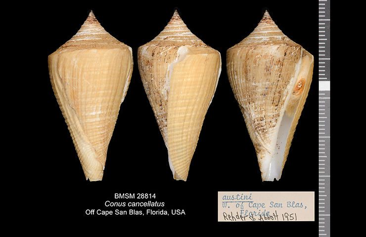 Conus cancellatus for off Cape San Blas, Florida. Illustration: Patricia A. Starkey.