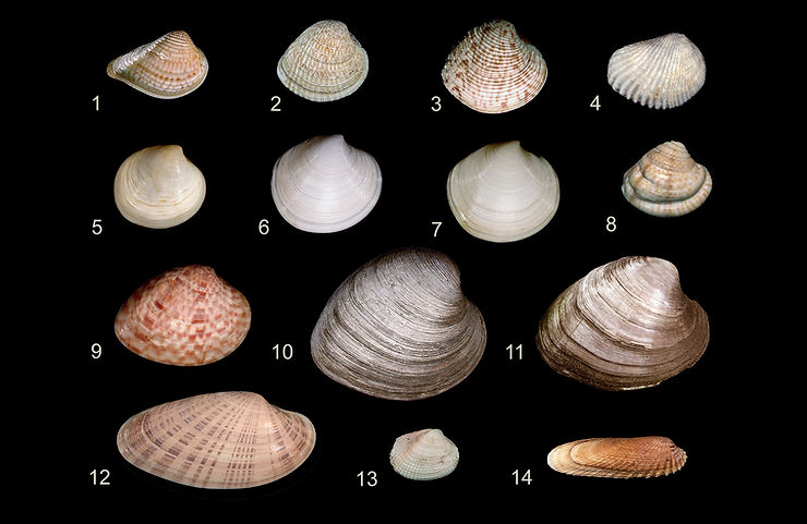 Veneridae of Southwest Florida. Photos: José H. Leal