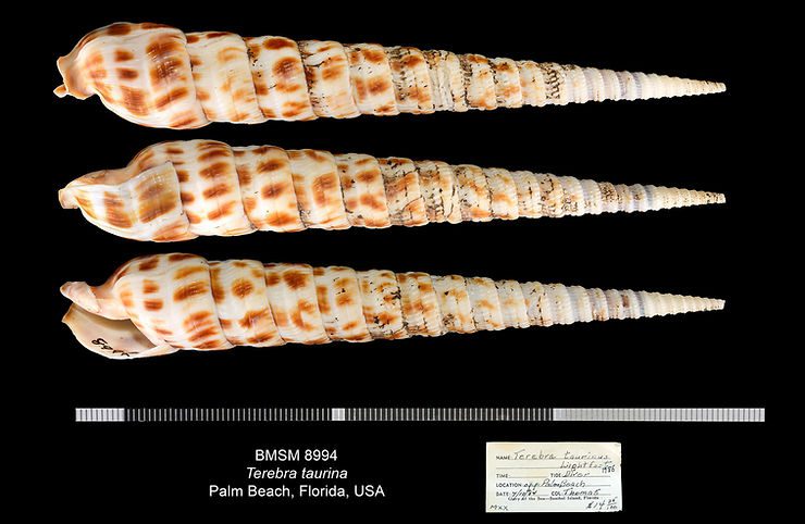 Terebra taurina from Palm Beach, Florida. Illustration: James F. Kelly.