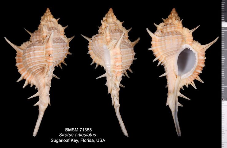 Siratus articulatus from Sugarloaf Key, Lower Florida Keys. Illustration by Patricia A. Starkey.