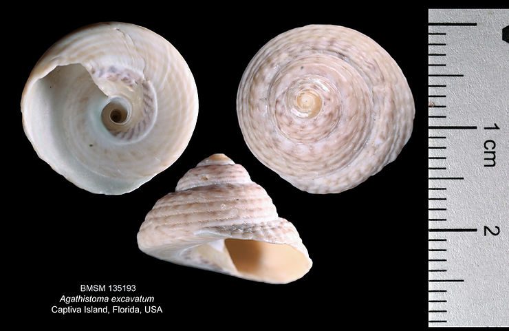 Agathistoma excavatum from Captiva, Florida. Illustration by José H. Leal.