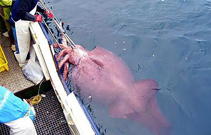 A Colossal Squid captured in 2007. ©National Geographic