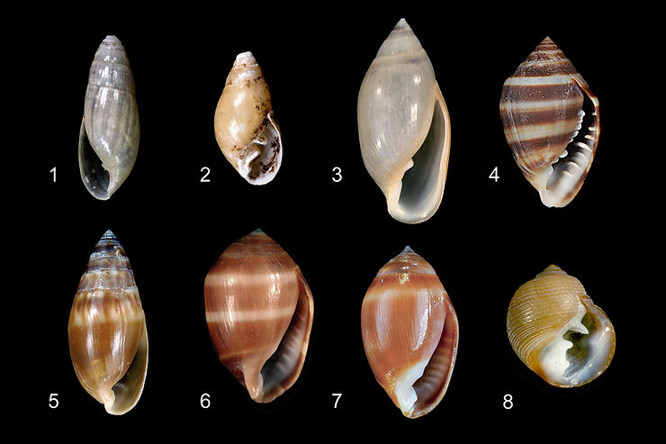 Ellobiidae of Southwest Florida. Photos: José H. Leal