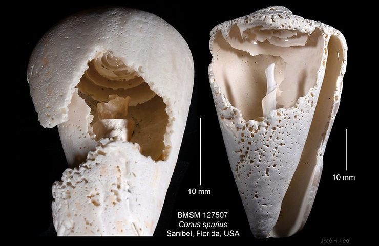 Two Conus spurius shells with self-dissolved shell insides. Illustration: José H. Leal