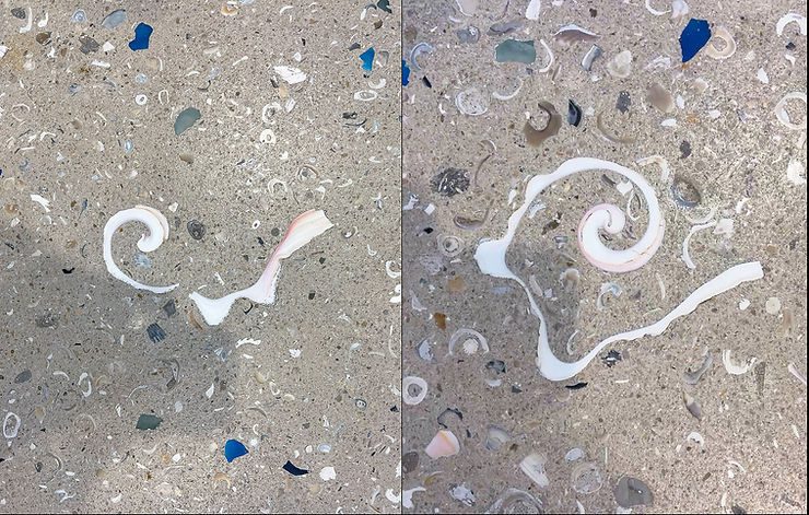 Floor tiles at the Sanibel Community House displaying Queen Conch shells in cross-section. Photos: José H. Leal