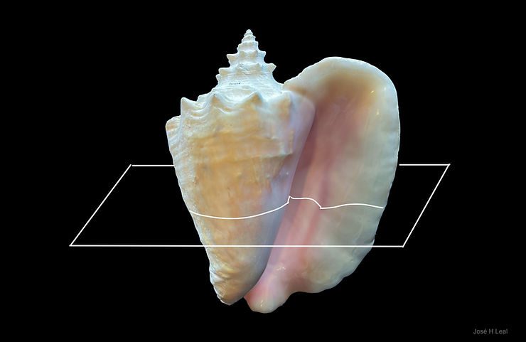 The plane (white lines) shows the orientation of one Queen Conch cross-section.