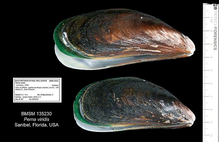 Perna viridis shells from Lighthouse Beach, Sanibel, Florida. Illustration: José H. Leal