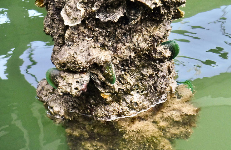 Living Perna viridis on a dock piling at the south end of Marco Island, Florida, 2023. Photo: Amy Tripp