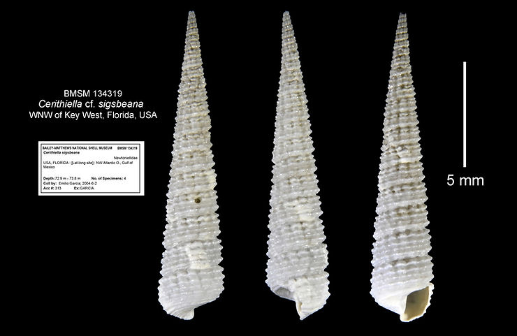 Cerithiella cf. sigsbeana. Illustration: José H. Leal