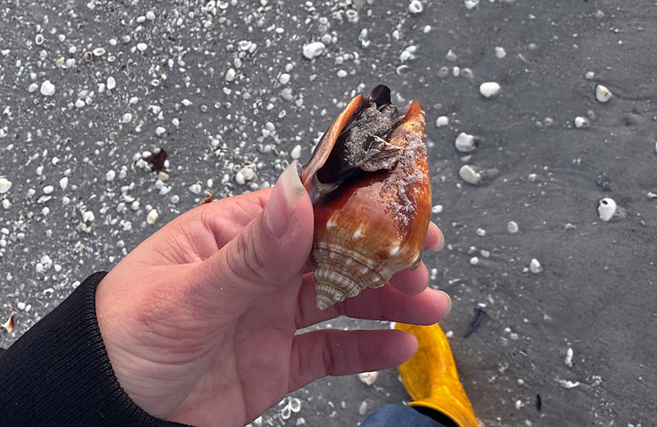 A West Indies Fighting Conch at West Gulf Drive beach access #1, on Sanibel. Photo: Maria Gonzalez.