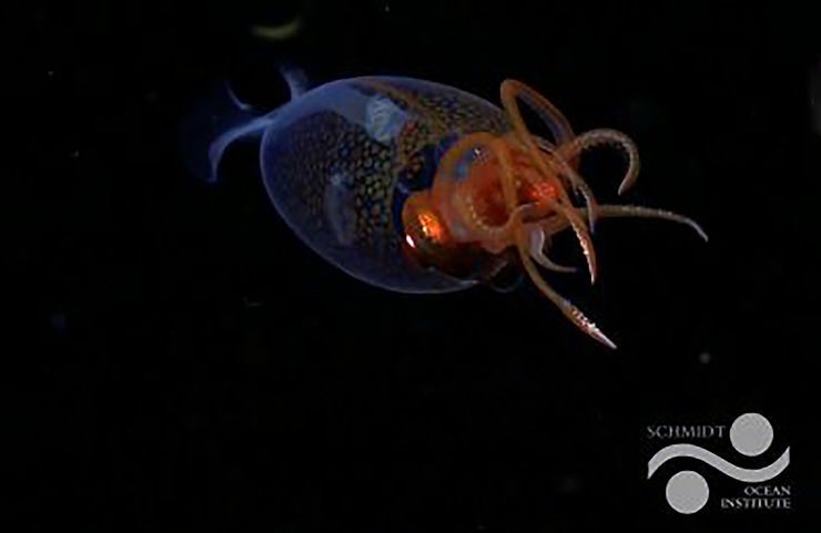 The juvenile Colossal Squid. ©Schmidt Ocean Institute