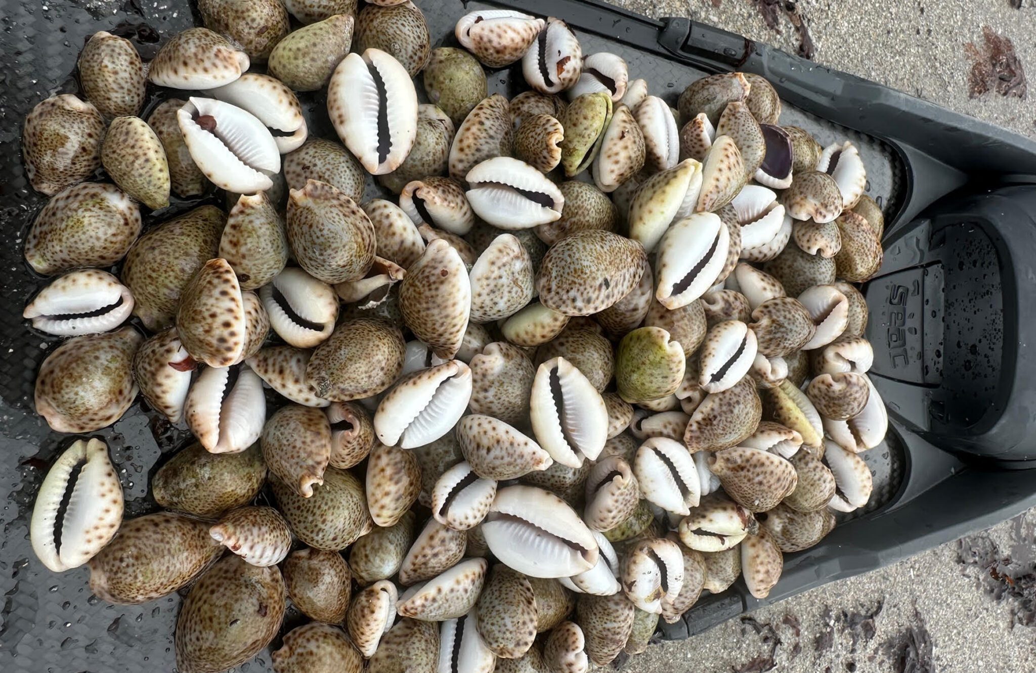 The Indisputable Expansion of the Thrush Cowrie in Florida Waters ...